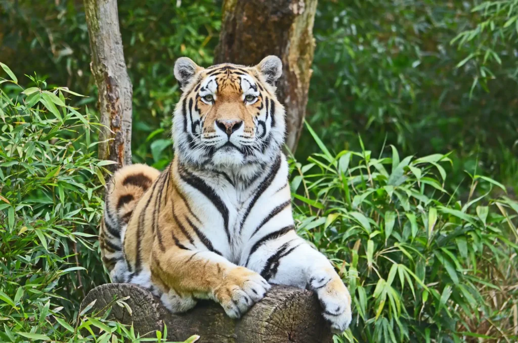 In the picture there is a tiger lying on a log in the middle of the vegetation